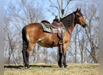 Haflinger / Avelignese, Giumenta, 12 Anni, 142 cm, Pelle di daino