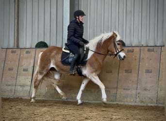 Haflinger / Avelignese, Giumenta, 12 Anni, 145 cm, Sauro