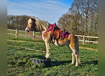 Haflinger / Avelignese, Giumenta, 12 Anni, 150 cm, Sauro