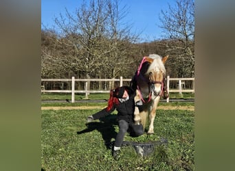 Haflinger / Avelignese, Giumenta, 12 Anni, 150 cm, Sauro