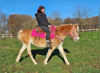 Haflinger / Avelignese, Giumenta, 12 Anni, 150 cm, Sauro