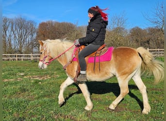 Haflinger / Avelignese, Giumenta, 12 Anni, 150 cm, Sauro