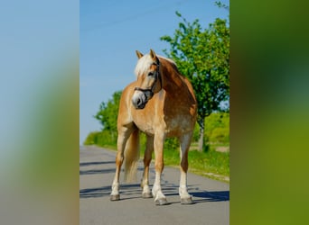 Haflinger / Avelignese, Giumenta, 12 Anni, 153 cm, Sauro