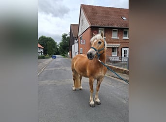 Haflinger / Avelignese, Giumenta, 13 Anni, 148 cm