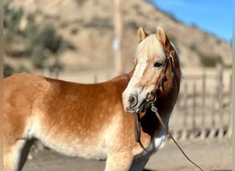 Haflinger / Avelignese, Giumenta, 13 Anni, 150 cm, Sauro scuro