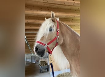 Haflinger / Avelignese, Giumenta, 13 Anni, 155 cm