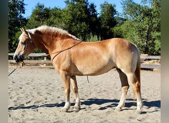 Haflinger / Avelignese, Giumenta, 13 Anni, Sauro scuro