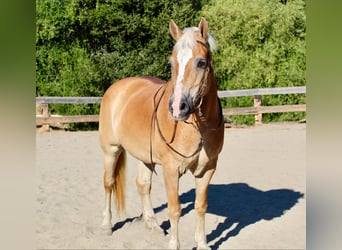 Haflinger / Avelignese, Giumenta, 13 Anni, Sauro scuro