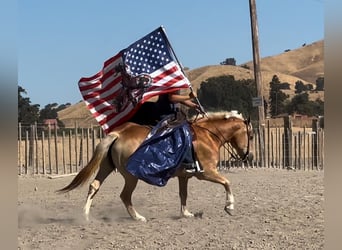 Haflinger / Avelignese, Giumenta, 13 Anni, Sauro scuro