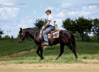 Haflinger / Avelignese, Giumenta, 14 Anni, 142 cm, Morello