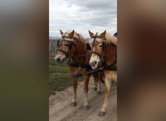 Haflinger / Avelignese, Giumenta, 14 Anni, 147 cm