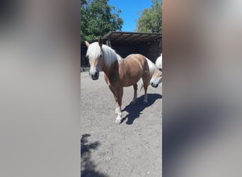 Haflinger / Avelignese, Giumenta, 14 Anni, 147 cm