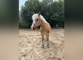 Haflinger / Avelignese Mix, Giumenta, 14 Anni, 148 cm