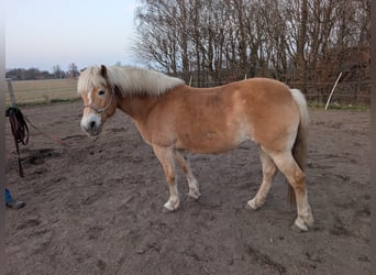 Haflinger / Avelignese, Giumenta, 14 Anni, 150 cm, Sauro