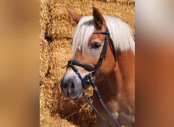 Haflinger / Avelignese, Giumenta, 14 Anni