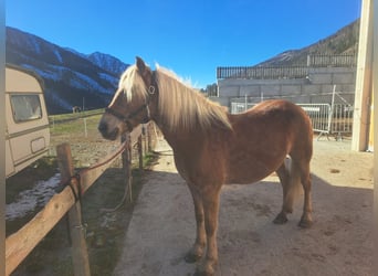 Haflinger / Avelignese, Giumenta, 14 Anni