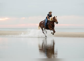 Haflinger / Avelignese, Giumenta, 15 Anni, 150 cm, Sauro