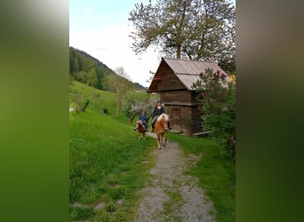 Haflinger / Avelignese, Giumenta, 15 Anni, 152 cm