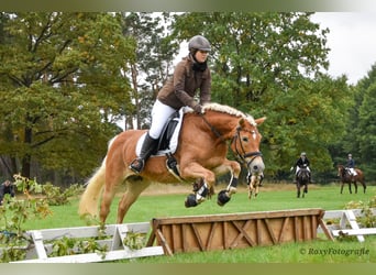 Haflinger / Avelignese, Giumenta, 15 Anni, 152 cm, Sauro