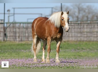 Haflinger / Avelignese, Giumenta, 15 Anni, Sauro ciliegia