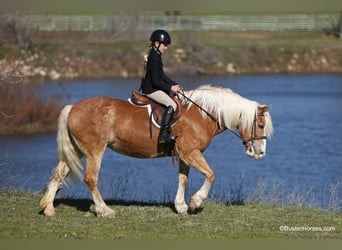 Haflinger / Avelignese, Giumenta, 15 Anni, Sauro ciliegia