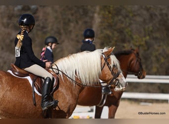 Haflinger / Avelignese, Giumenta, 15 Anni, Sauro ciliegia