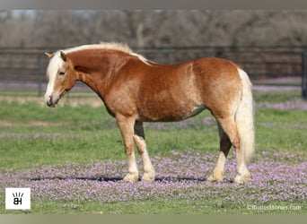 Haflinger / Avelignese, Giumenta, 15 Anni, Sauro ciliegia