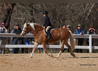 Haflinger / Avelignese, Giumenta, 15 Anni, Sauro ciliegia