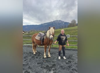 Haflinger / Avelignese, Giumenta, 16 Anni, 150 cm, Champagne