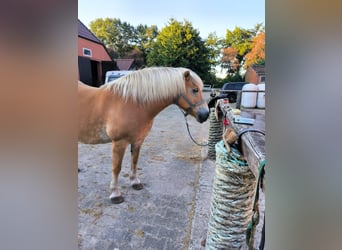 Haflinger / Avelignese, Giumenta, 17 Anni, 146 cm, Champagne