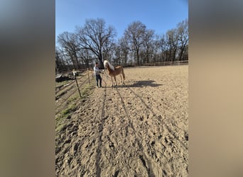 Haflinger / Avelignese, Giumenta, 17 Anni, 150 cm, Sauro
