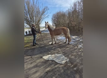 Haflinger / Avelignese, Giumenta, 17 Anni, 150 cm, Sauro