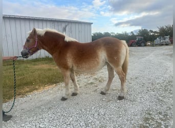 Haflinger / Avelignese, Giumenta, 18 Anni, 142 cm, Sauro scuro