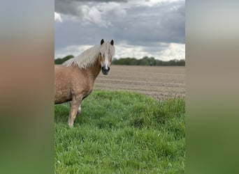 Haflinger / Avelignese, Giumenta, 18 Anni, 150 cm