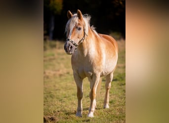 Haflinger / Avelignese, Giumenta, 19 Anni, 147 cm, Sauro