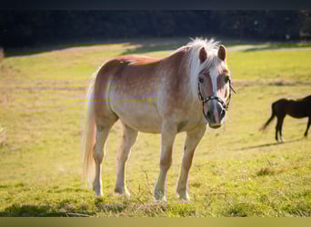 Haflinger / Avelignese, Giumenta, 19 Anni, 147 cm, Sauro