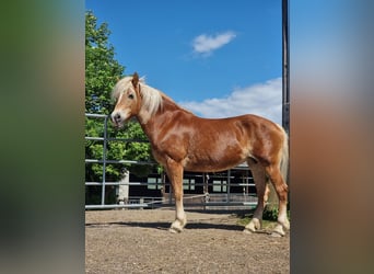 Haflinger / Avelignese, Giumenta, 19 Anni, 150 cm, Sauro ciliegia