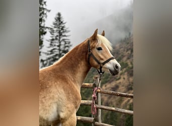 Haflinger / Avelignese, Giumenta, 1 Anno, 142 cm, Sauro