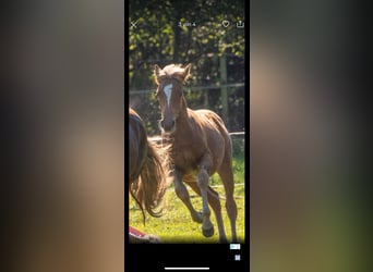 Haflinger / Avelignese Mix, Giumenta, 1 Anno, 142 cm, Sauro