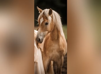 Haflinger / Avelignese, Giumenta, 1 Anno, 143 cm, Sauro