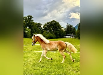 Haflinger / Avelignese, Giumenta, 1 Anno, 154 cm, Sauro