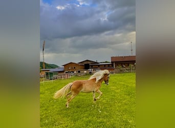 Haflinger / Avelignese, Giumenta, 1 Anno, 154 cm, Sauro