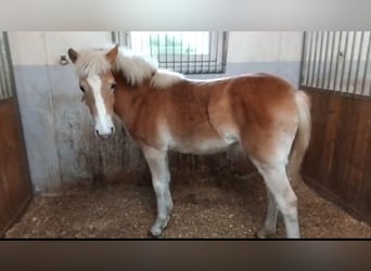 Haflinger / Avelignese, Giumenta, 1 Anno