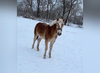 Haflinger / Avelignese, Giumenta, 1 Anno, Sauro