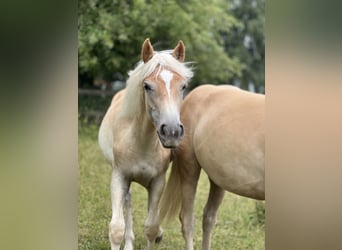 Haflinger / Avelignese, Giumenta, 1 Anno, Sauro