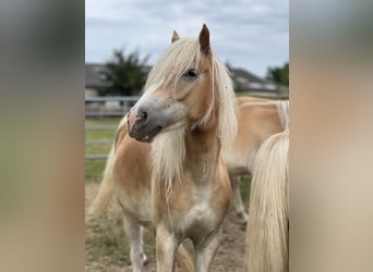Haflinger / Avelignese, Giumenta, 1 Anno, Sauro
