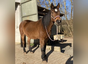 Haflinger / Avelignese Mix, Giumenta, 21 Anni, 152 cm, Baio