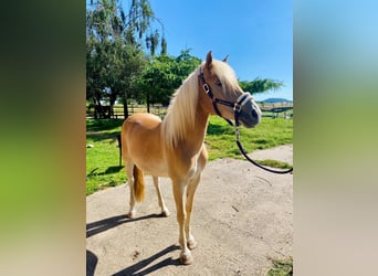 Haflinger / Avelignese, Giumenta, 2 Anni, 145 cm, Sauro
