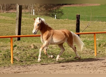 Haflinger / Avelignese, Giumenta, 2 Anni, 146 cm, Sauro
