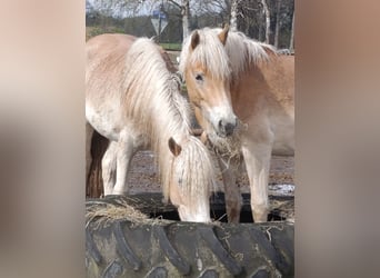 Haflinger / Avelignese, Giumenta, 2 Anni, 150 cm